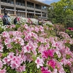 園内のツツジが新緑の下で陽光に映える＝神戸市中央区中山手通５、相楽園（撮影・笠原次郎）