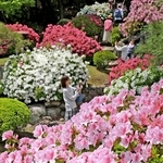 日本庭園を彩るツツジ＝29日午前、神戸市中央区中山手通５、相楽園