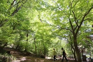 新緑に包まれた再度公園＝４日午前、神戸市北区山田町下谷上（撮影・丸山桃奈）