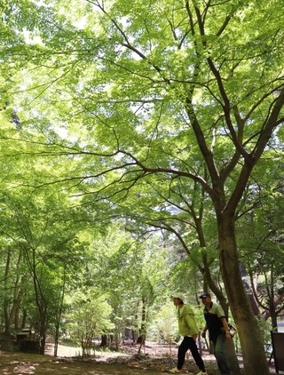 新緑に包まれた再度公園＝４日、神戸市北区山田町下谷上（撮影・丸山桃奈）
