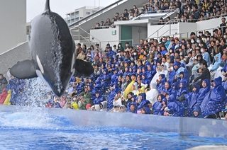 ダイナミックなシャチのショーに夢中になる親子連れら＝６日午前、神戸市須磨区若宮町１（撮影・大田将之）