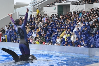 シャチのショーに夢中になる親子連れら＝６日午前、神戸市須磨区若宮町１、神戸須磨シーワールド（撮影・大田将之）