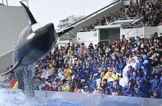 ダイナミックなシャチのショーに夢中になる親子連れら＝６日午前、神戸市須磨区若宮町１、神戸須磨シーワールド（撮影・大田将之）
