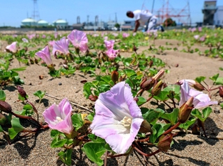 初夏の砂浜を彩るハマヒルガオ＝８日午前、姫路市白浜町の白浜海岸