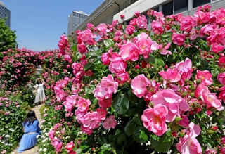 バラのアーチも楽しめる「ローズガーデン」＝神戸市東灘区向洋町中６