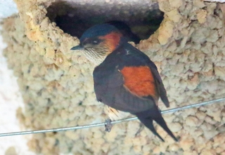腰のれんが色が特徴のコシアカツバメ＝丹波篠山市遠方