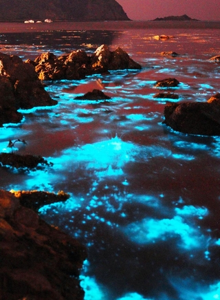 夜の海で青白く光る「夜光虫」＝豊岡市竹野町切浜、大浦湾