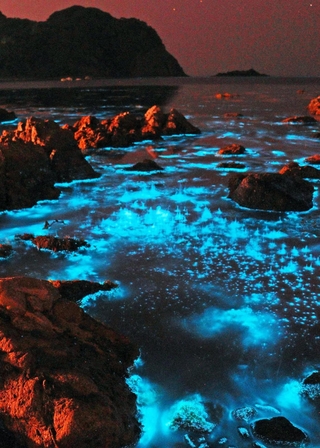 夜の海で青白く光る「夜光虫」＝豊岡市竹野町切浜、大浦湾