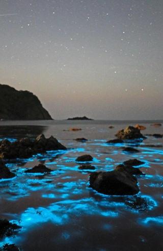 星空と競演。夜の海で青白く光る「夜光虫」＝豊岡市竹野町切浜、大浦湾