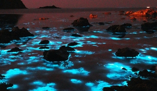 夜の海で青白く光る「夜光虫」＝豊岡市竹野町切浜、大浦湾