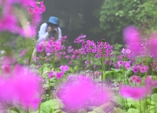 湿地で鮮やかな花をつけたクリンソウ＝神戸市灘区六甲山町、六甲高山植物園（撮影・風斗雅博）