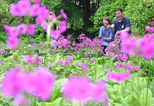 湿地で鮮やかな花をつけたクリンソウ＝神戸市灘区六甲山町、六甲高山植物園（撮影・風斗雅博）