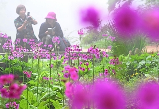 湿地で鮮やかな花をつけたクリンソウ＝神戸市灘区六甲山町、六甲高山植物園（撮影・風斗雅博）
