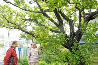 本山第一小学校に残る重五郎梅の原木と、保存活動をする竹村公秀さん（左から２人目）ら＝神戸市東灘区本山北町３