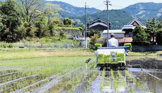 田植えシーズンも終盤。コメ流通の現状に不安を抱く農家も多い＝兵庫県内