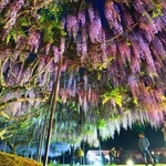 夕闇にあでやかに照らし出される「九尺ふじ」＝丹波市市島町白毫寺