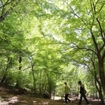 新緑に包まれた再度公園＝４日午前、神戸市北区山田町下谷上（撮影・丸山桃奈）