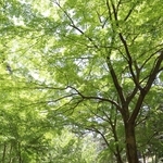 新緑に包まれた再度公園＝４日、神戸市北区山田町下谷上（撮影・丸山桃奈）