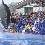 ダイナミックなシャチのショーに夢中になる親子連れら＝６日午前、神戸市須磨区若宮町１（撮影・大田将之）