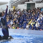 シャチのショーに夢中になる親子連れら＝６日午前、神戸市須磨区若宮町１、神戸須磨シーワールド（撮影・大田将之）