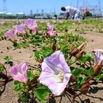 初夏の砂浜を彩るハマヒルガオ＝８日午前、姫路市白浜町の白浜海岸