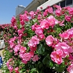 バラのアーチも楽しめる「ローズガーデン」＝神戸市東灘区向洋町中６