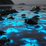 夜の海で青白く光る「夜光虫」＝豊岡市竹野町切浜、大浦湾