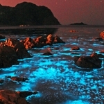 夜の海で青白く光る「夜光虫」＝豊岡市竹野町切浜、大浦湾