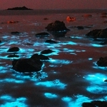 夜の海で青白く光る「夜光虫」＝豊岡市竹野町切浜、大浦湾