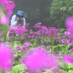 湿地で鮮やかな花をつけたクリンソウ＝神戸市灘区六甲山町、六甲高山植物園（撮影・風斗雅博）