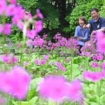 湿地で鮮やかな花をつけたクリンソウ＝神戸市灘区六甲山町、六甲高山植物園（撮影・風斗雅博）