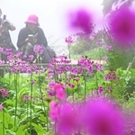 湿地で鮮やかな花をつけたクリンソウ＝神戸市灘区六甲山町、六甲高山植物園（撮影・風斗雅博）