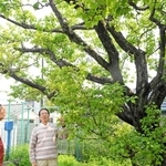 本山第一小学校に残る重五郎梅の原木と、保存活動をする竹村公秀さん（左から２人目）ら＝神戸市東灘区本山北町３