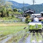田植えシーズンも終盤。コメ流通の現状に不安を抱く農家も多い＝兵庫県内