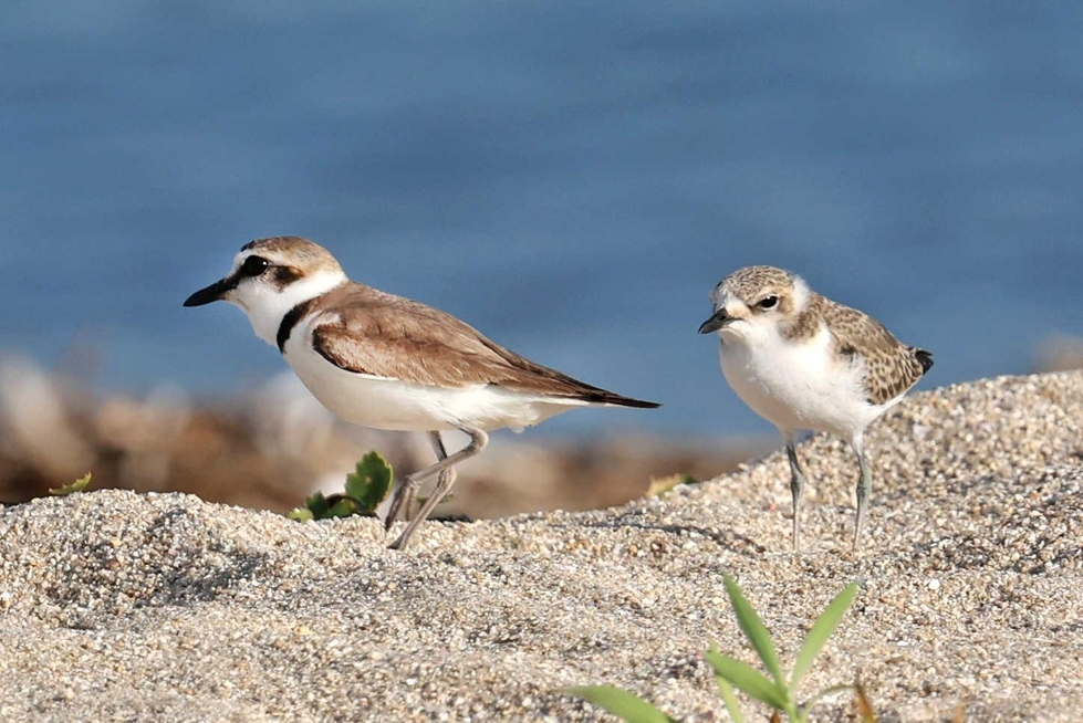 シロチドリ」守れ!小さな淡路のシンボル 観光客増で生息地変化し激減