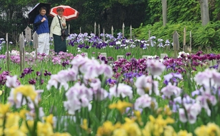 雨にぬれてしっとりと咲くハナショウブ＝６月９日、神戸市須磨区、須磨離宮公園（撮影・小林良多）