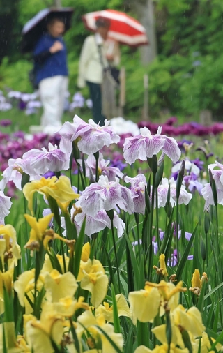 雨にぬれてしっとりと咲くハナショウブ＝６月９日、神戸市須磨区、須磨離宮公園（撮影・小林良多）