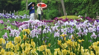 雨にぬれてしっとりと咲くハナショウブ＝６月９日、神戸市須磨区、須磨離宮公園（撮影・小林良多）