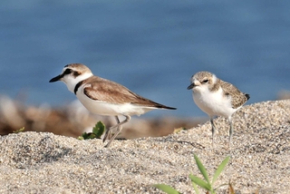 絶滅の危機が増大しているシロチドリ。右は幼鳥＝２０２２年７月、淡路市内