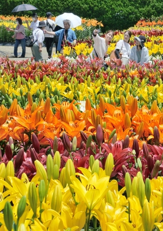 鮮やかに輝く色とりどりのユリ＝丹波篠山市黒岡