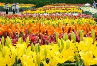 色とりどり、鮮やかに咲くユリの大輪＝丹波篠山市黒岡