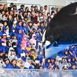 圧巻のシャチのパフォーマンスで盛り上がる観客ら＝１日午後、神戸市須磨区若宮町１、神戸須磨シーワールド