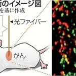 開発技術のイメージ（神戸大がんスコープ細胞）