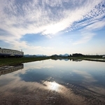田園地帯を走る北条鉄道。水を張った田んぼに風景が映る＝加西市網引町
