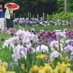 雨にぬれてしっとりと咲くハナショウブ＝６月９日、神戸市須磨区、須磨離宮公園（撮影・小林良多）