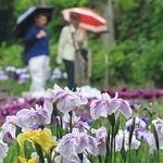 雨にぬれてしっとりと咲くハナショウブ＝６月９日、神戸市須磨区、須磨離宮公園（撮影・小林良多）