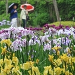 雨にぬれてしっとりと咲くハナショウブ＝６月９日、神戸市須磨区、須磨離宮公園（撮影・小林良多）