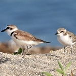 絶滅の危機が増大しているシロチドリ。右は幼鳥＝２０２２年７月、淡路市内