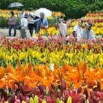鮮やかに輝く色とりどりのユリ＝丹波篠山市黒岡