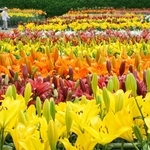 色とりどり、鮮やかに咲くユリの大輪＝丹波篠山市黒岡